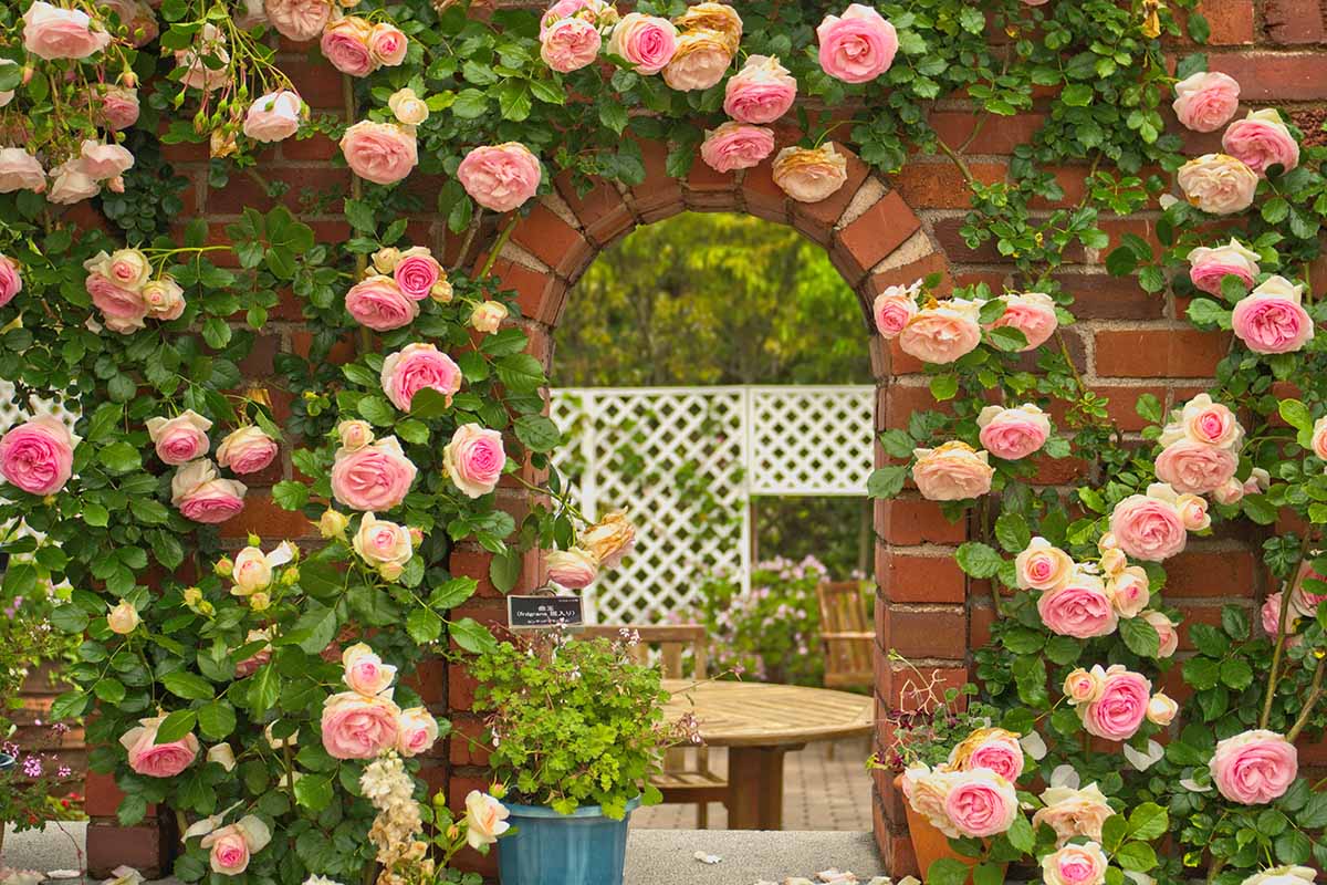 Climbing Roses