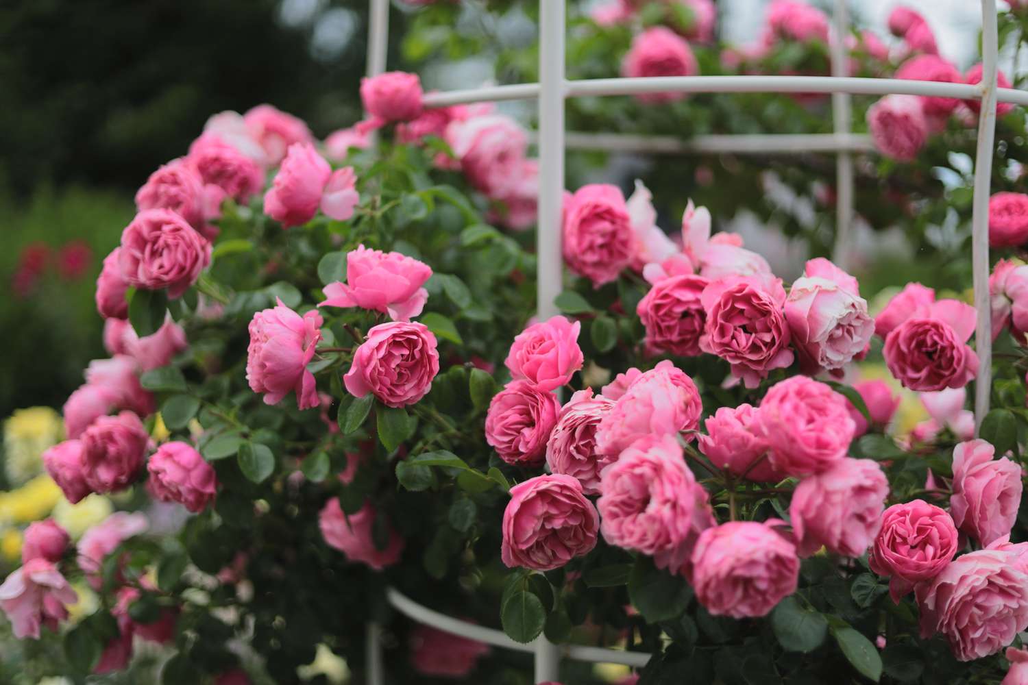 Floribunda Roses