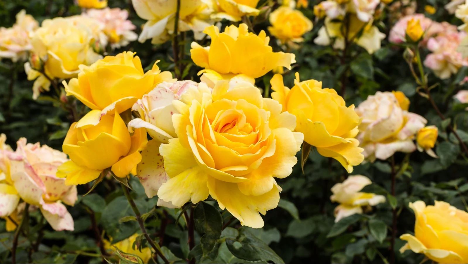 Hybrid Tea rose