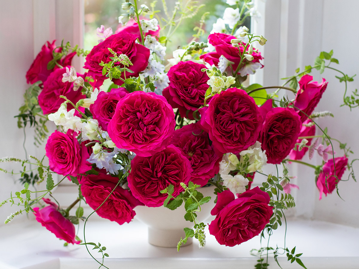 David Austin Roses
