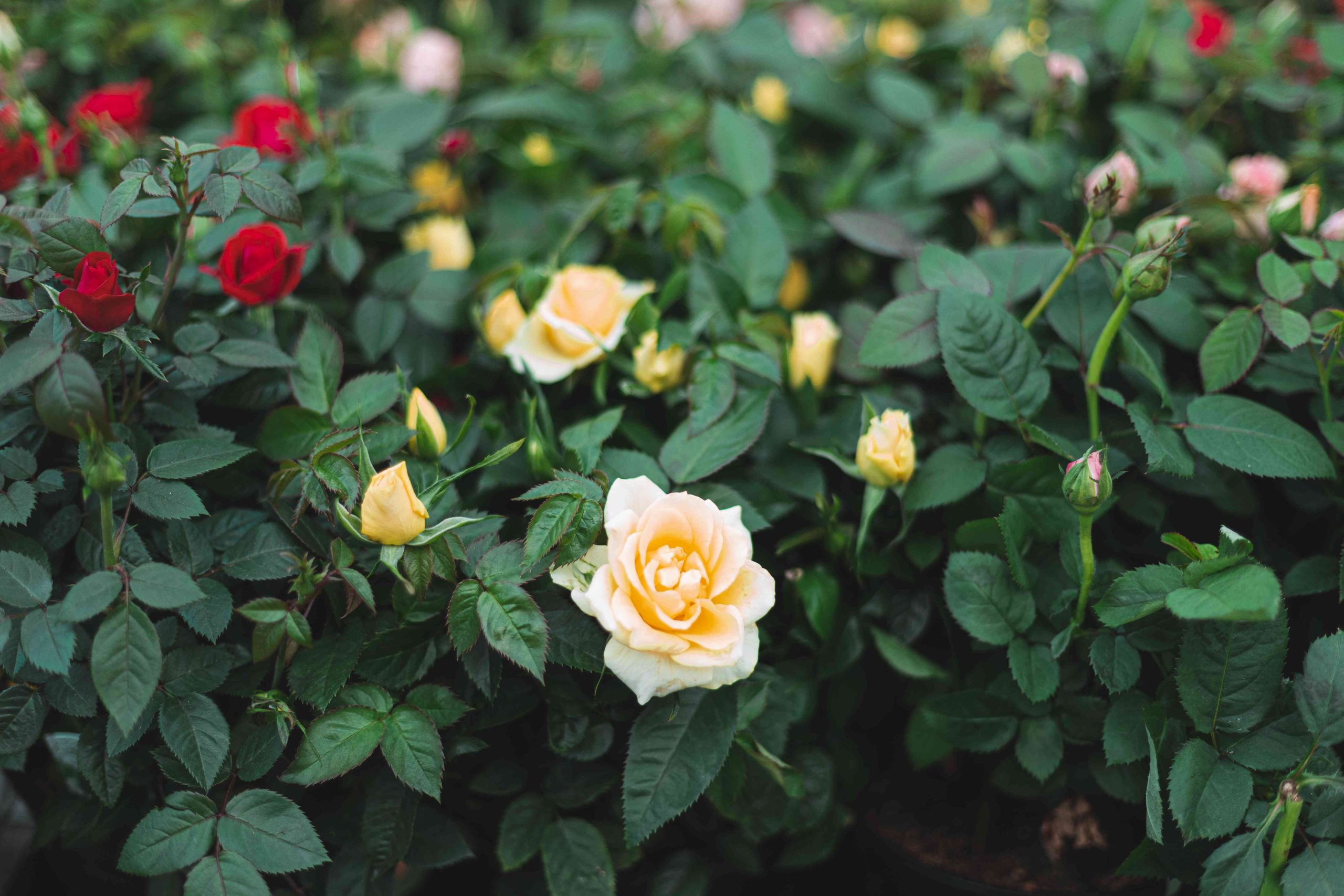 Miniature Roses